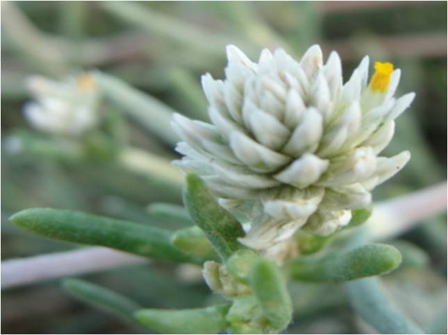 detalle de una inflorescencia.jpg