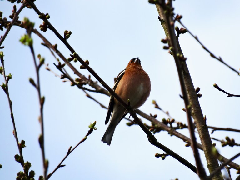 Vogel Spatz auf Ästen vor Himmel 2.jpg