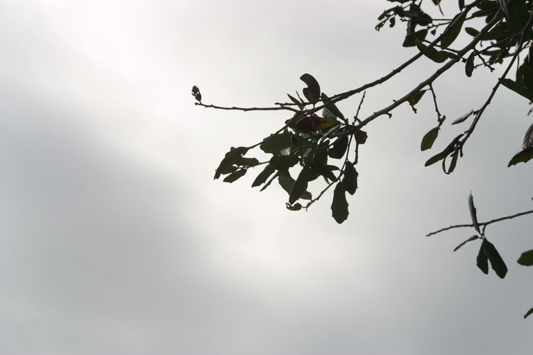 IMG_6705.JPG