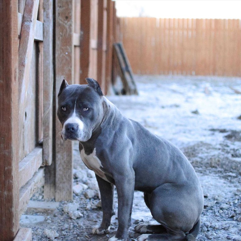 Pittbull by fence.jpg