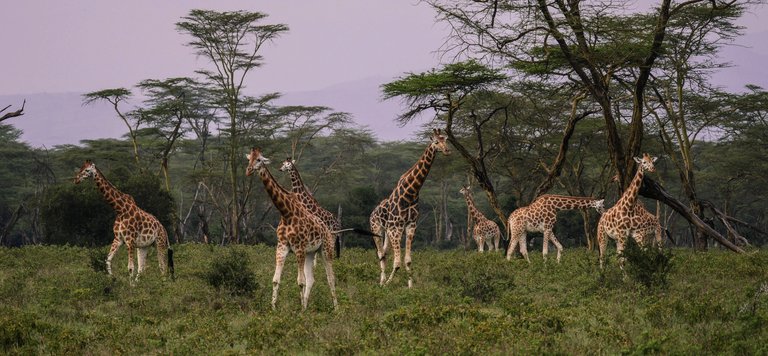 giraffes-2685352.jpg