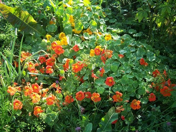 Big garden - nasturtiums crop Sept. 2017.jpg