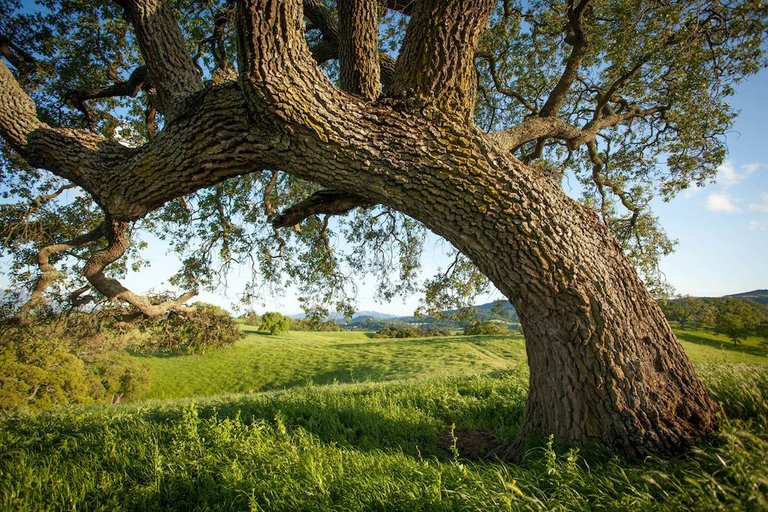 Alhambra-Hills-Muir-Curved-Tree.jpg