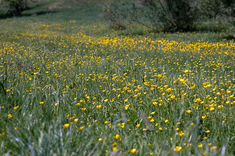 14-05-2018-buttercups-04834.jpg