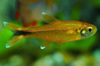 Silver Tip Tetra.jpg