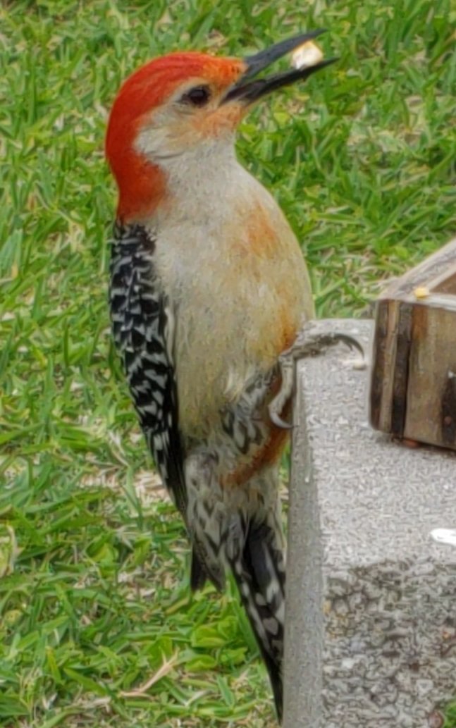 birds_66_woodpecker.jpg