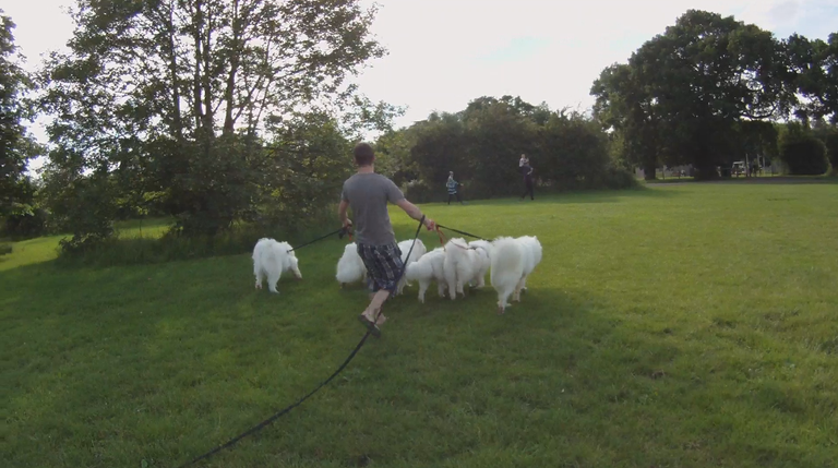 Roland walking samoyeds 3.png