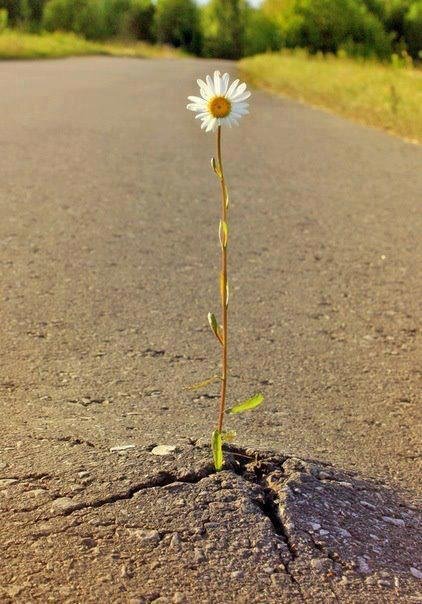 flor creciendo en el cemento.jpg