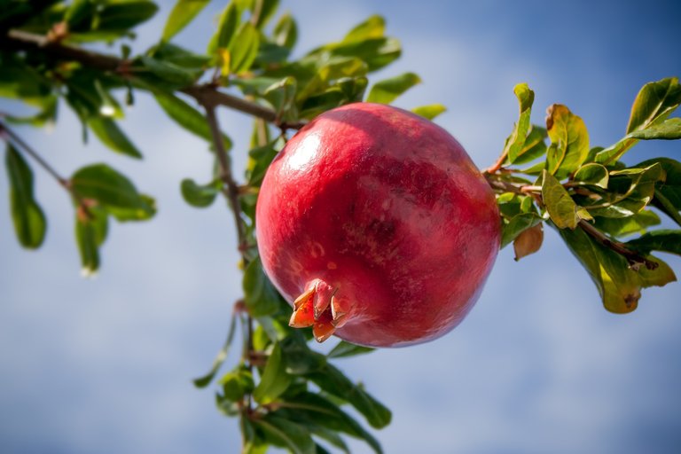 pomegranate-2103105_1920.jpg