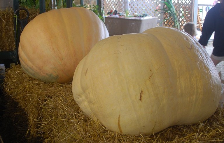 pumpkins-683938_960_720.jpg