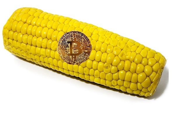 corn.jpg