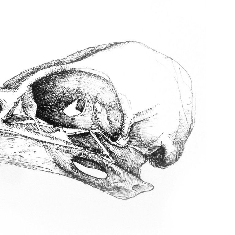 bird skull part 2.jpg