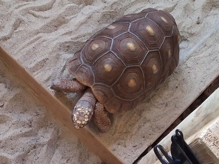 Red-Footed Tortoise.jpg