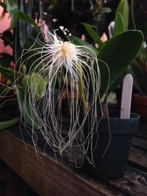 Bulb medusae.jpg