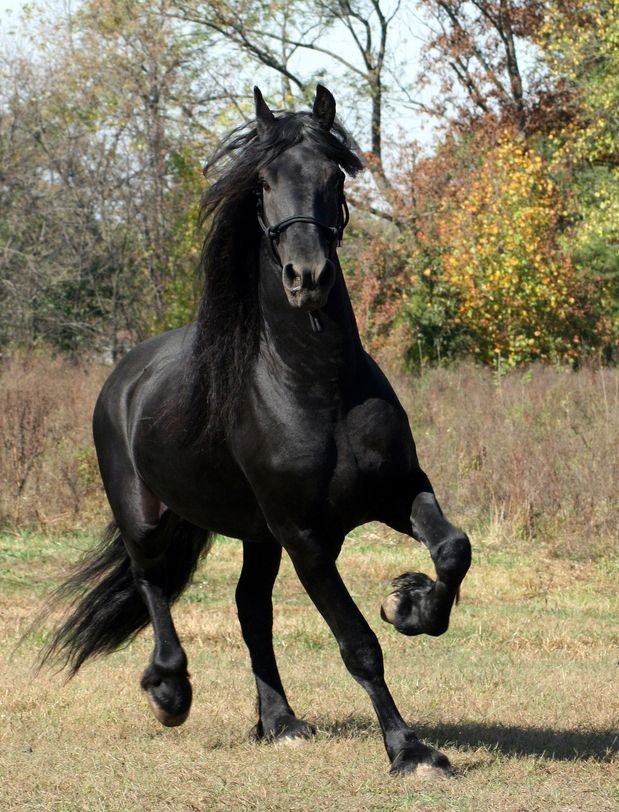 Friesian_Stallion.jpg