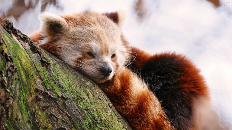 Red Pandas.jpg