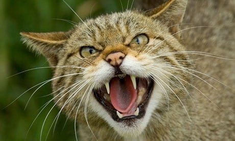 Scottish-Wildcat-Felis-si-010.jpg