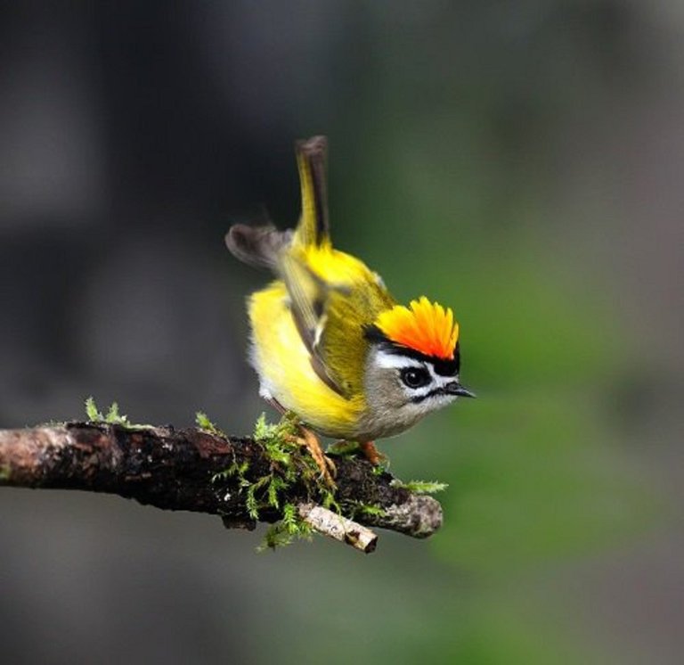 Taiwan firecrest (Regulus goodfellowi).jpg