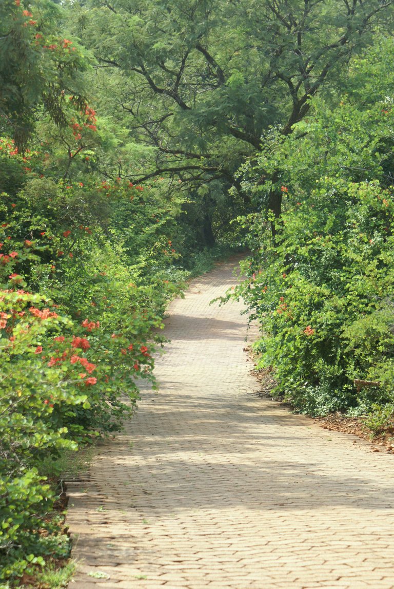 country lane2.JPG