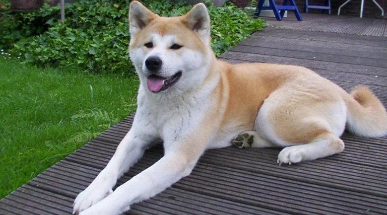 Akita-Inu-Top-10-Most-Beautiful-Dog-Breeds-in-The-World-2017.jpg