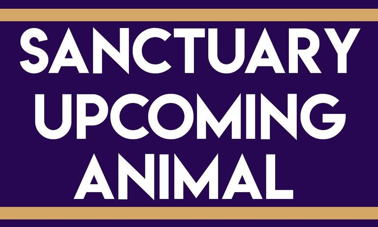 Sanctuary Animal Update.jpg