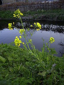 220px-Brassica_rapa_plant.jpg