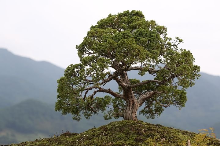 bonsai-2910211__480.jpg