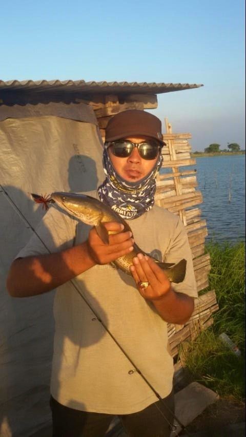 Strike-Mancing-Ikan-Gabus.jpg