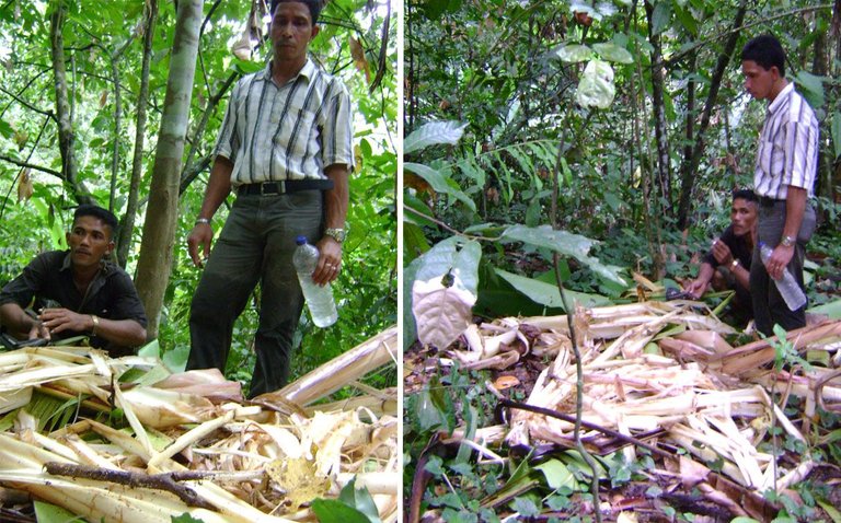 Pisang bekas dimakan gajah2.jpg