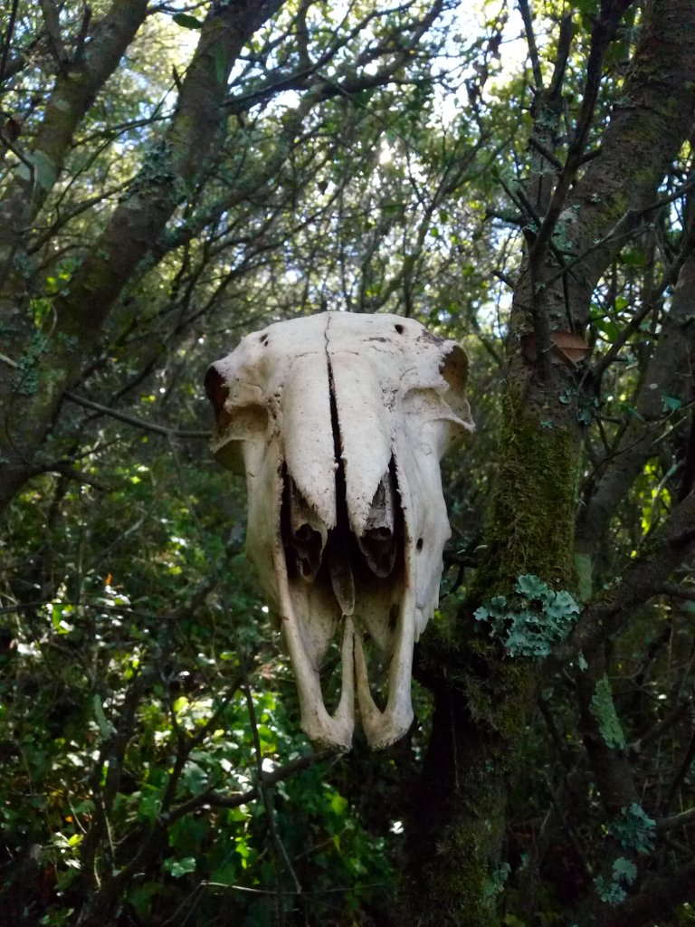 skull.jpg