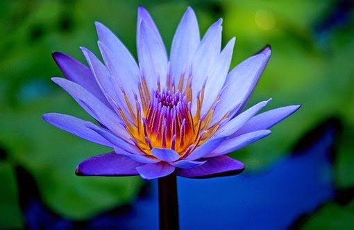 blue-lotus.jpg