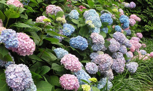 Alan-Titchmarsh-tips-gardening-grow-hydrangeas-591269.jpg