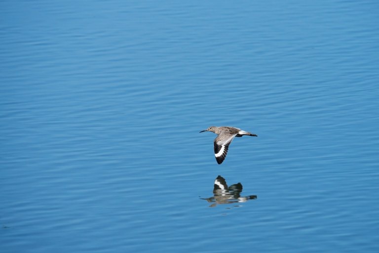 Shorebird in Flight.jpg