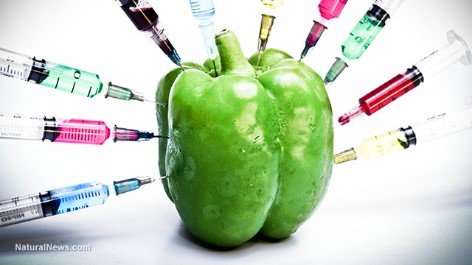 GMO-Bell-Pepper-Injections.jpg