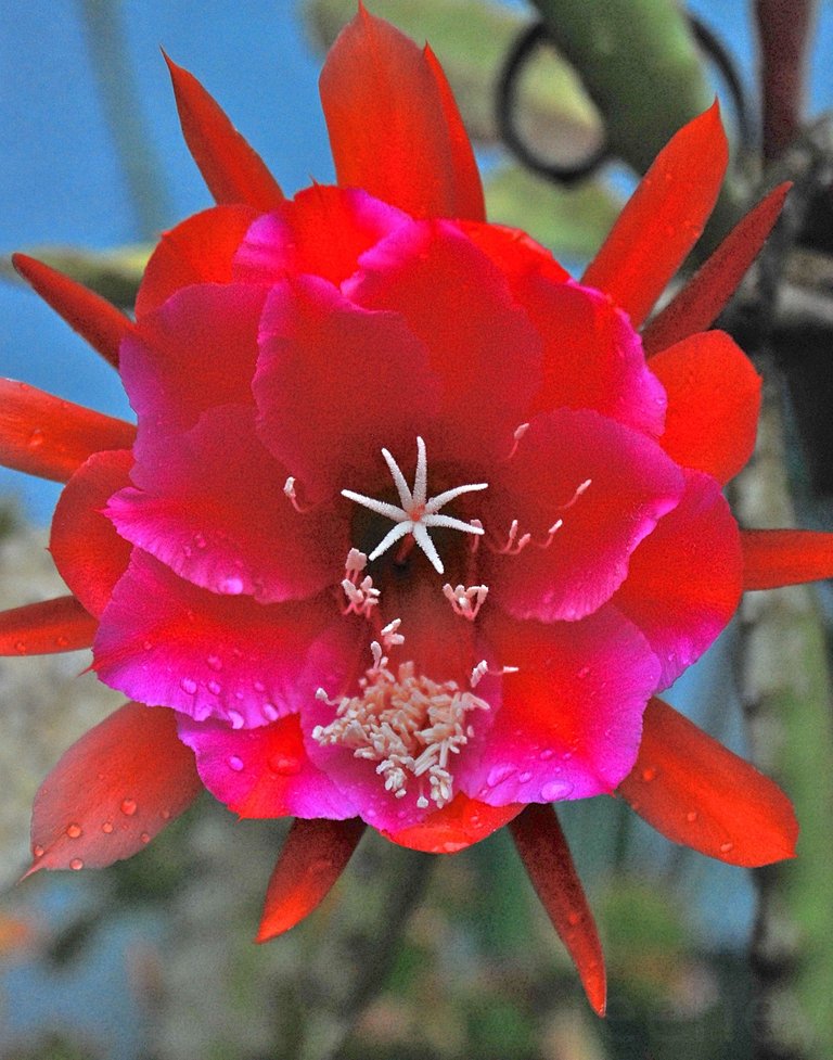 ColorChallenge Monday Red Cactus Flower.jpg