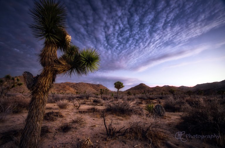 eeire-joshua-tree.jpg