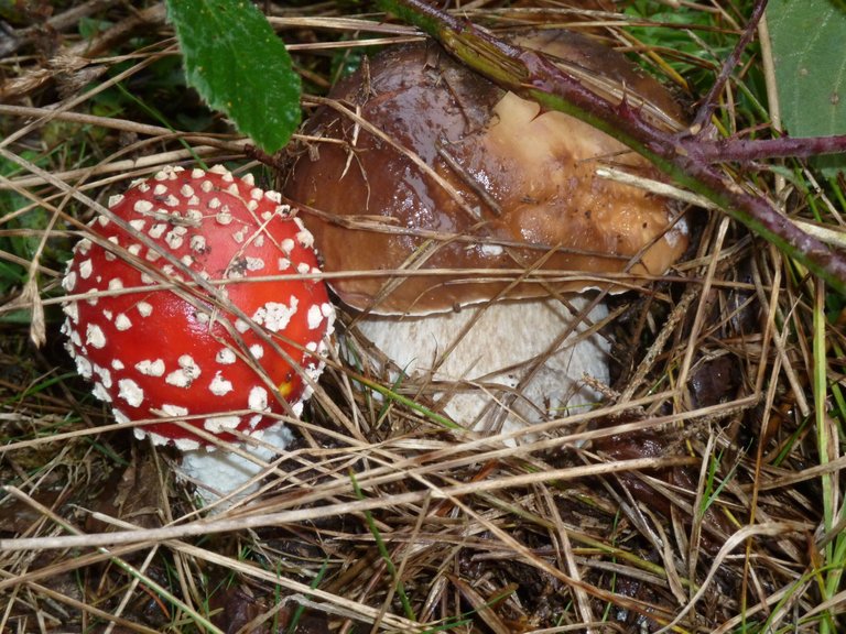 Fliegenpilz & Steinpilz_AJP.JPG