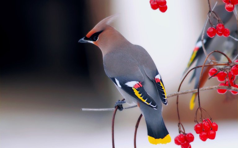 Bohemian Waxwing.jpg