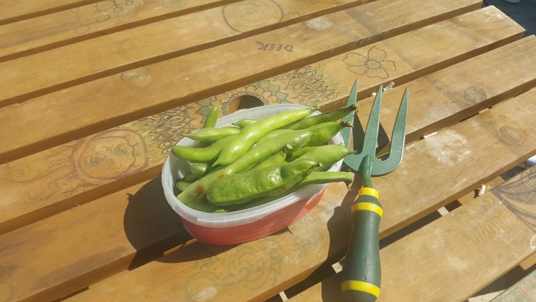 broad-beans-homegrown-steemit