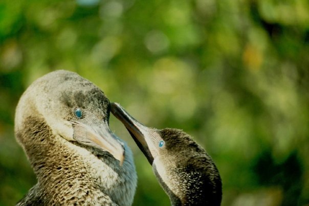 Flightless cormorans.jpg