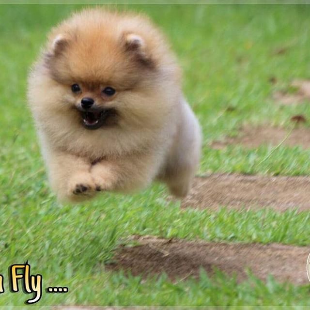 Jumping puppy Pomeranian.jpg