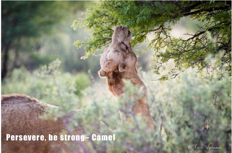 Inspirational Messages from the Camel.jpg
