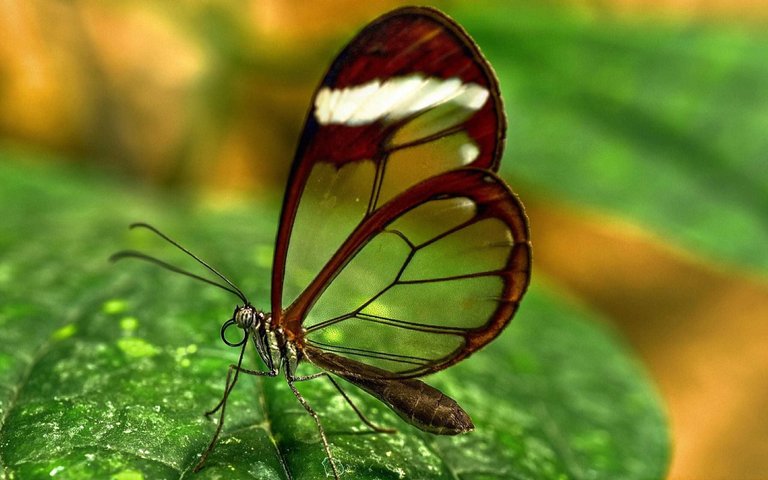 Transparent_Butterfly_HD_Wallpaper.jpg