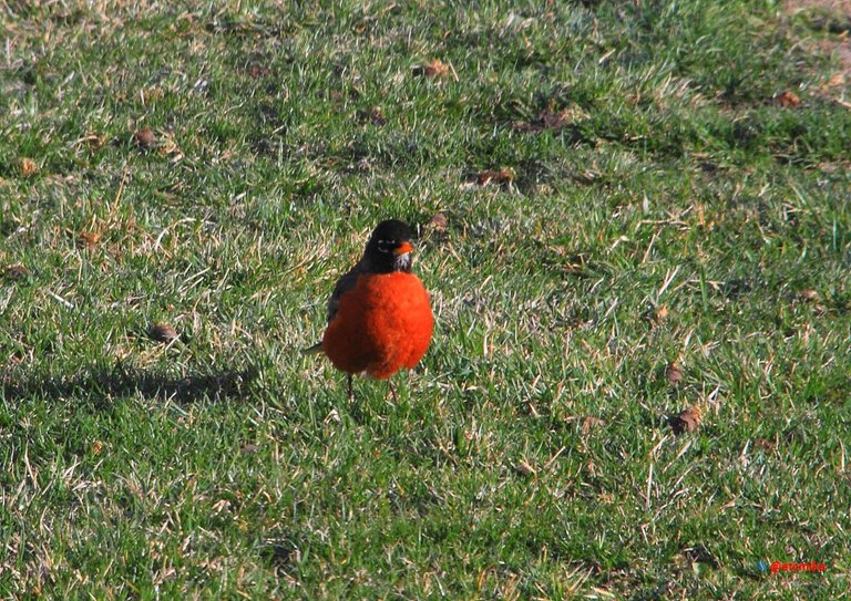 american robin PFW22-sa0064.JPG