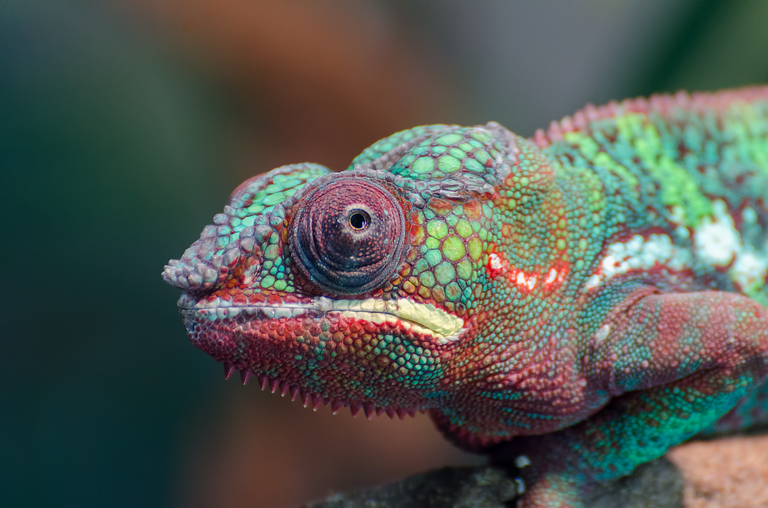 chameleon-3056867_1920.jpg