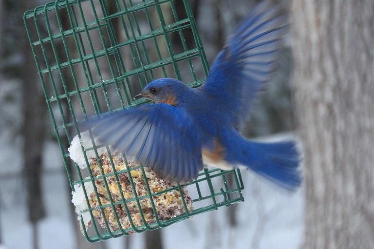 bluebird 2.jpg