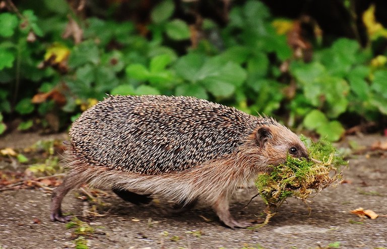 hedgehog-1630030_960_720.jpg