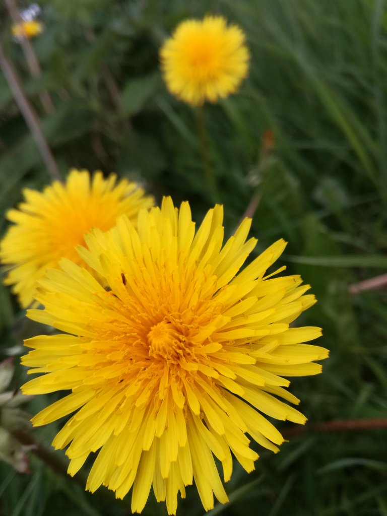 dandelion from my garden.jpg