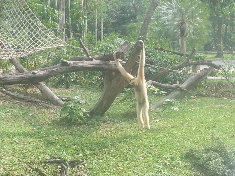 Khao Kheow Open Zoo4.jpg