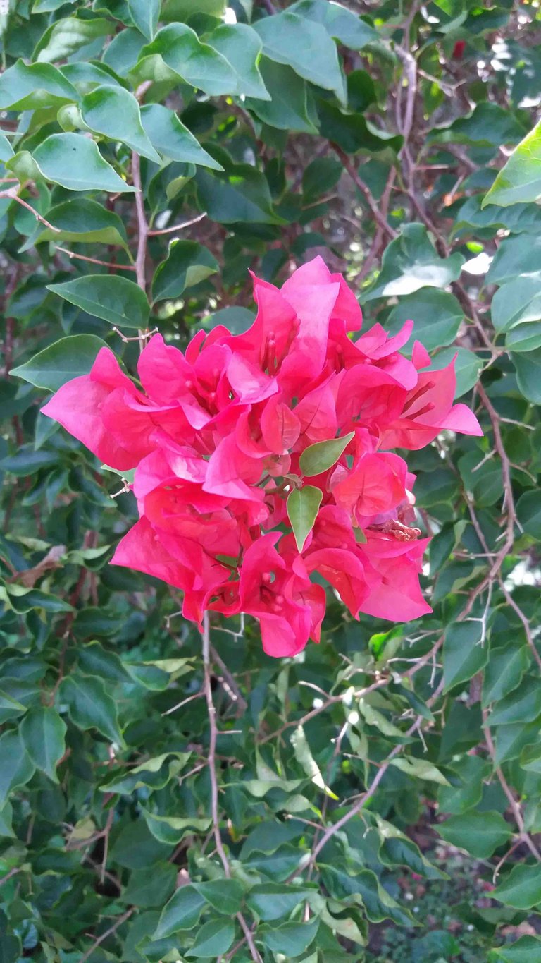 bougainvillea.jpg